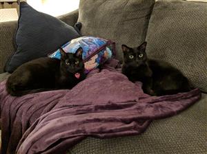cats