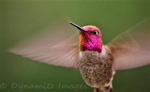Nature's Beauty