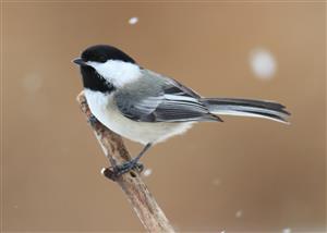 Chickadee