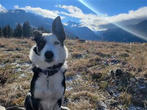 Boss Dog