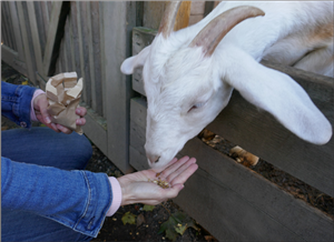 Feeding a goat a snack
