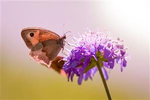 Butterfly on a flower.