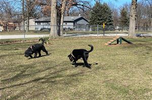 Dog Park