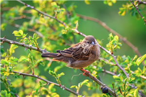 Bird on a Branch