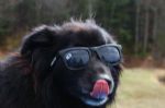 Dog in Sunglasses Licking Nose