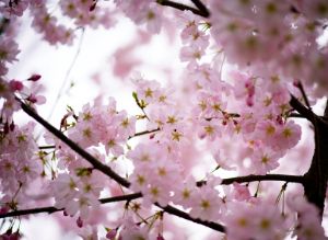 Cherry Blossoms