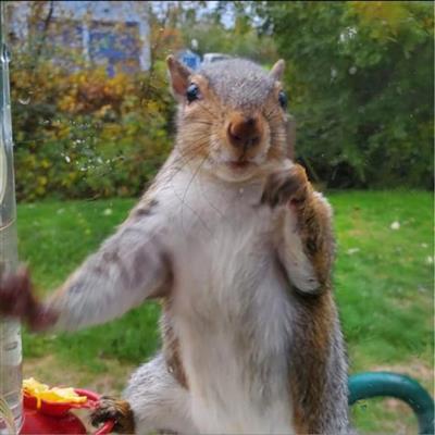 Greetings from a Squirrel